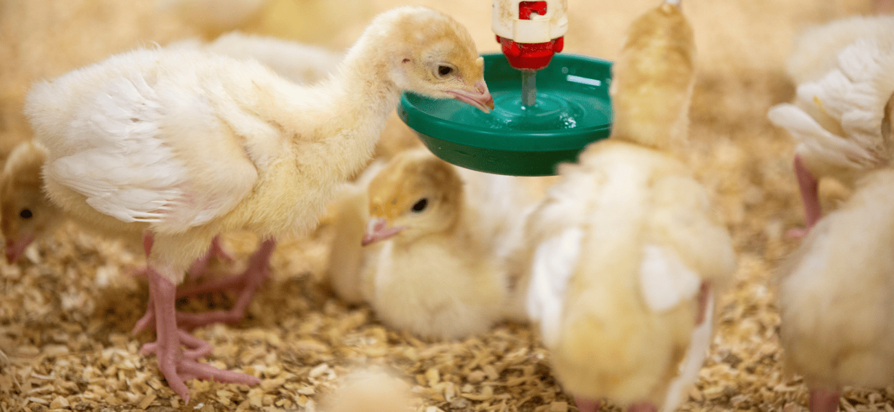 Antibiotic Stewardship Tyson Foods